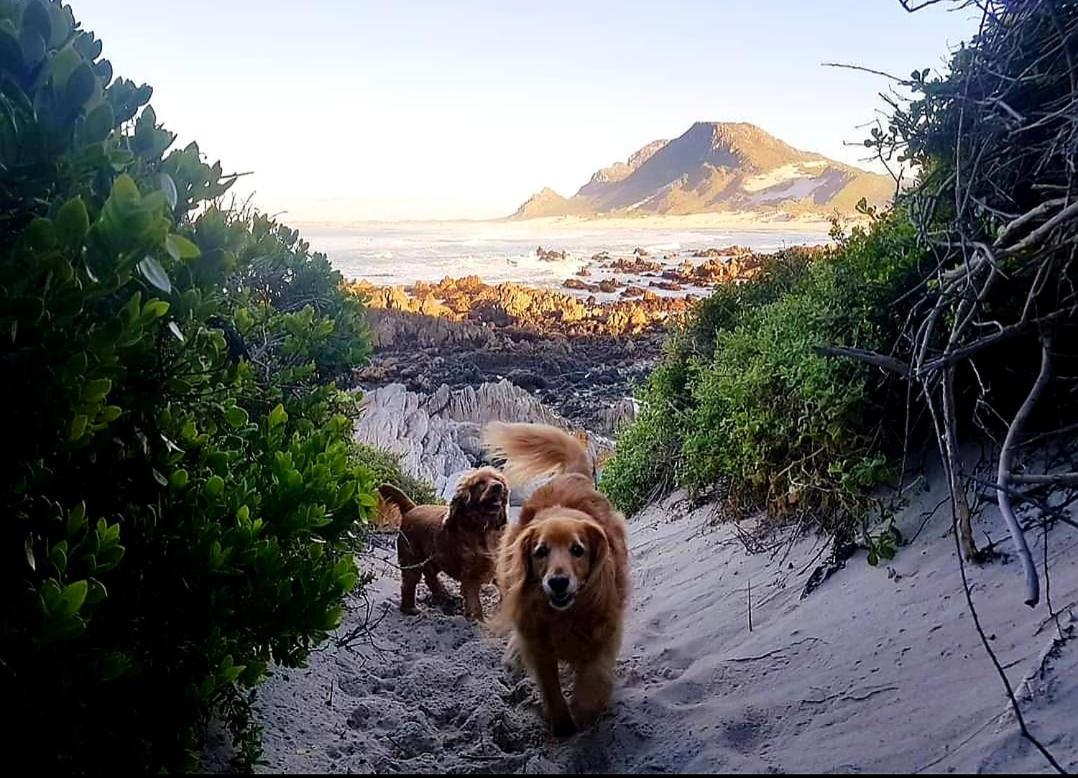 Brandys Beach House Bettyʼs Bay Exteriör bild
