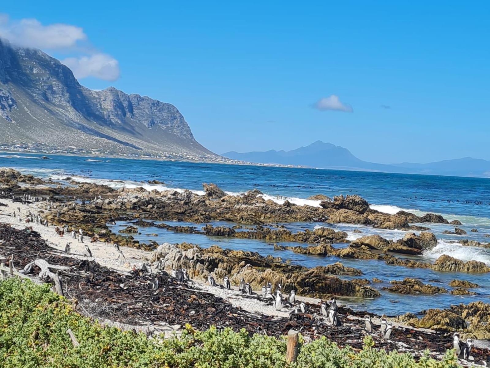 Brandys Beach House Bettyʼs Bay Exteriör bild