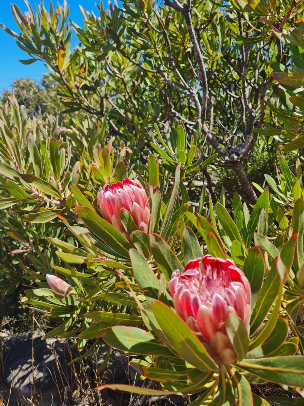 Brandys Beach House Bettyʼs Bay Exteriör bild